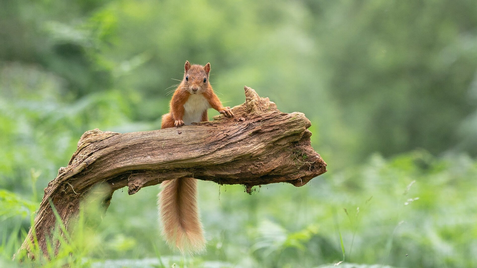 勇士成立“球员科技孵化基金”,投资运动创新项目,勇士队球员