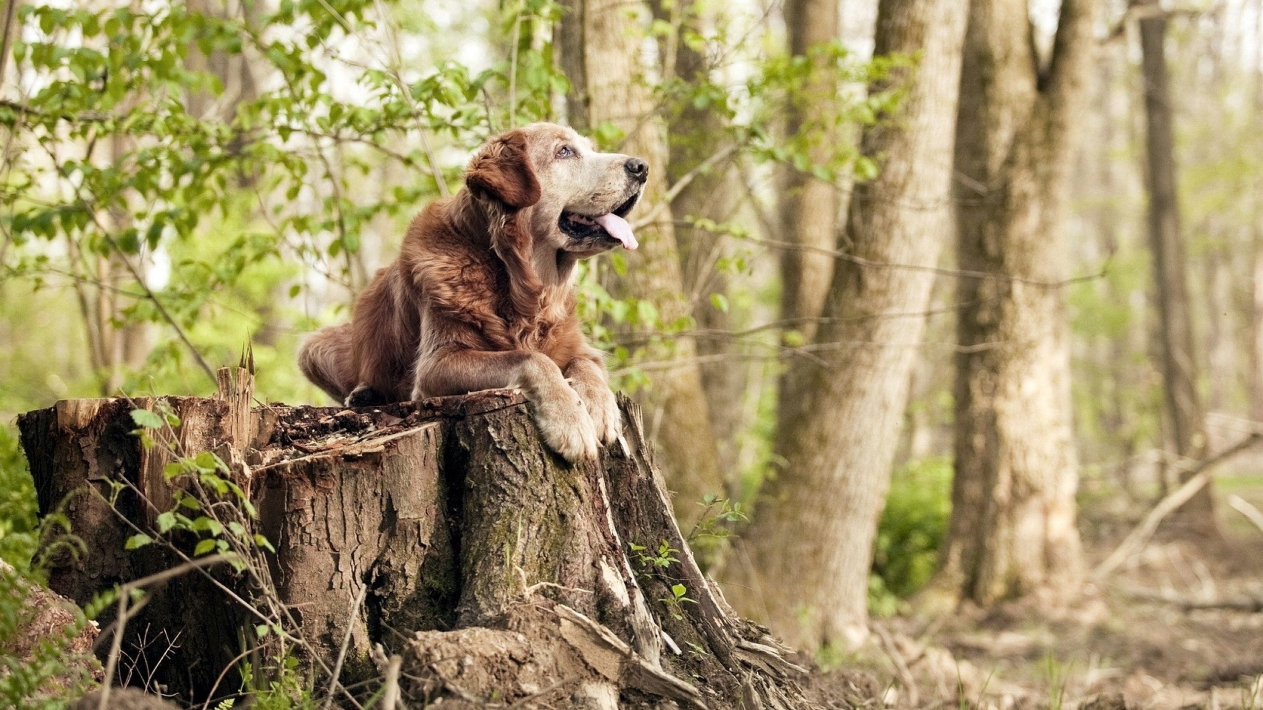 区块链让交易透明公正,联盟迈向新纪元,区块链透明吗