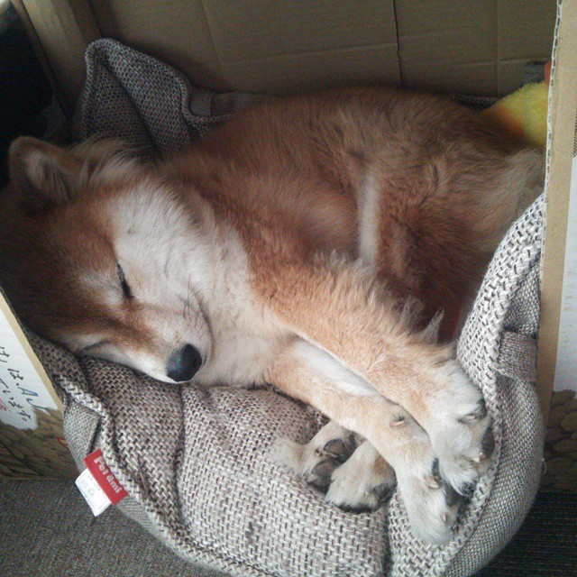 巴黎签下一名世界级中场,阵容更上一层楼,巴黎中场核心