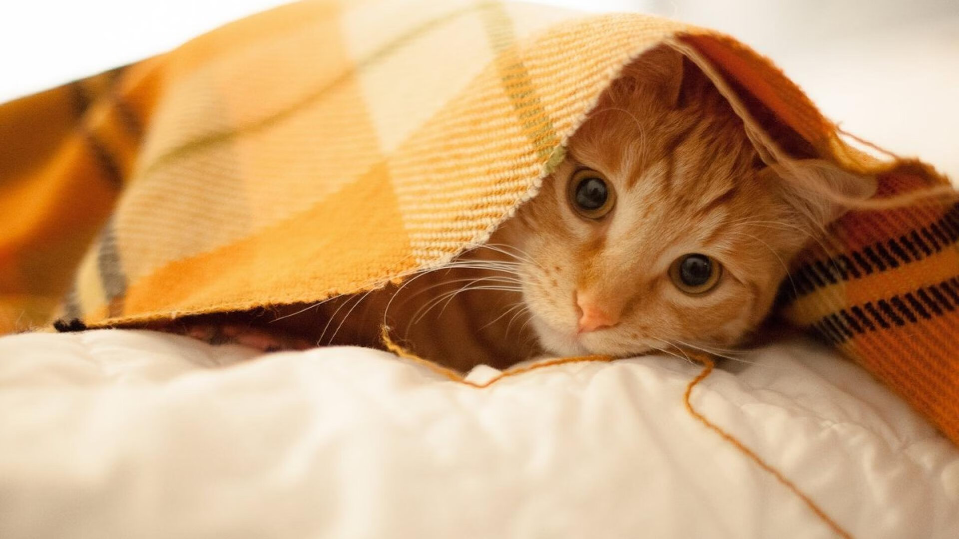 新加坡骑手Rachael Leong在Jumping World Challenge中获得总冠军，展现出色骑术。