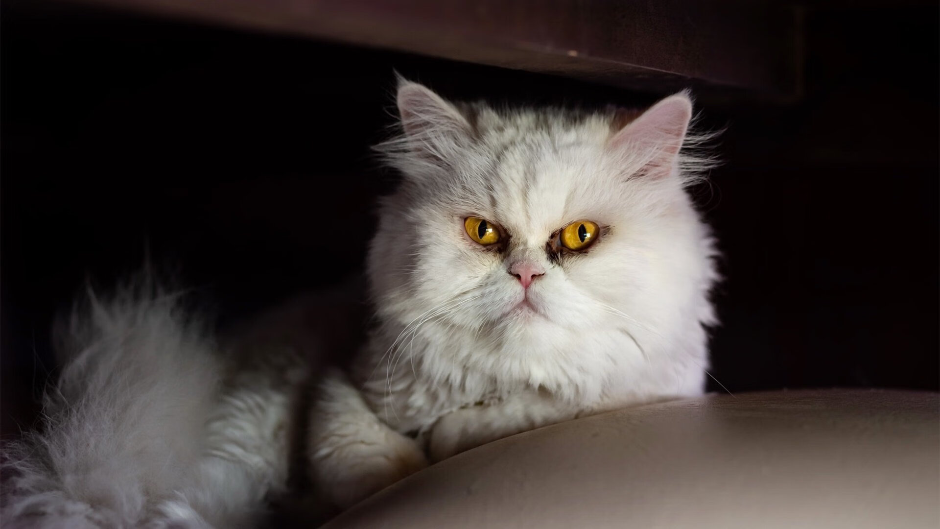 球员心声：欧冠最难忘的比赛中的那些瞬间，欧冠杯球员