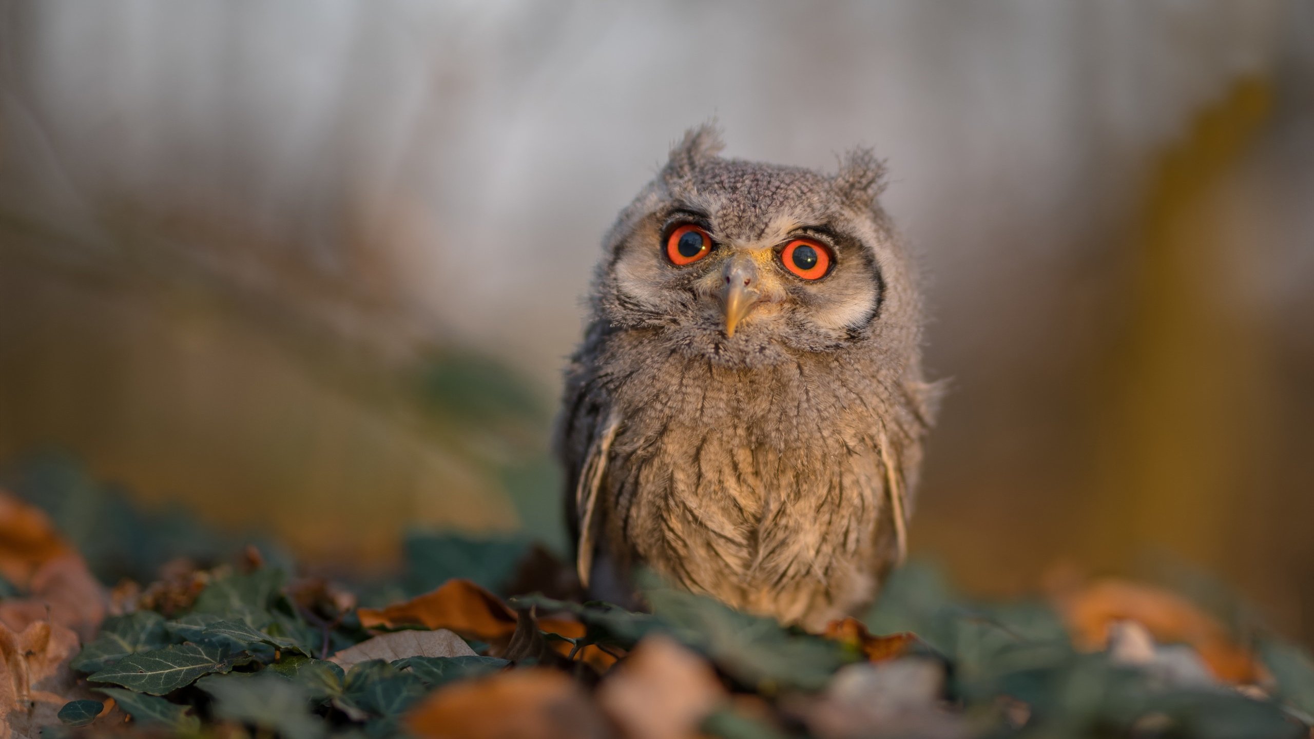 女子铁人三项世界杯中国选手获铜牌,女子铁人三项中国参加了吗
