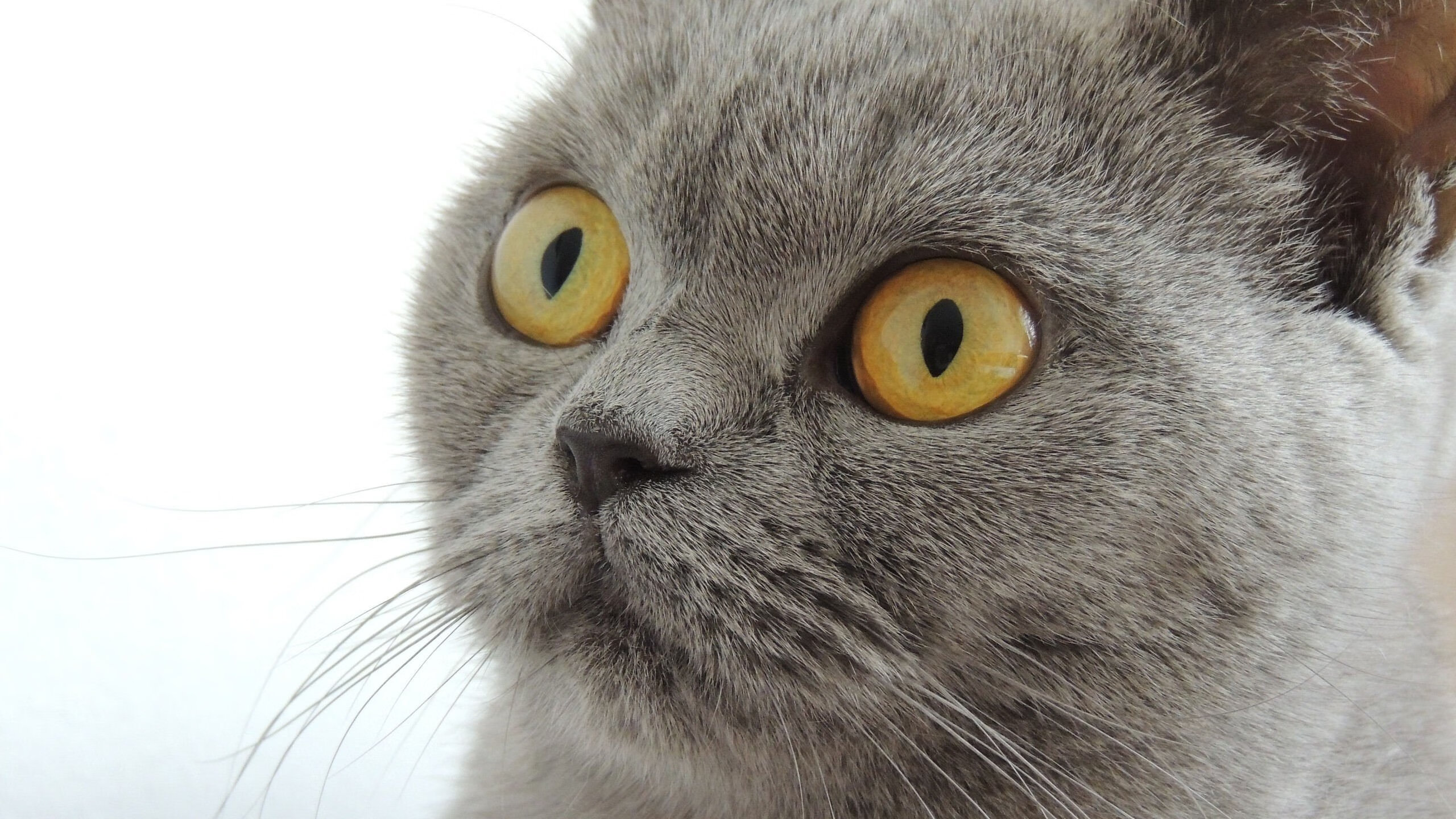 AYX体育官网-女足世界杯媒体采访精彩瞬间，女足世界杯纪录片