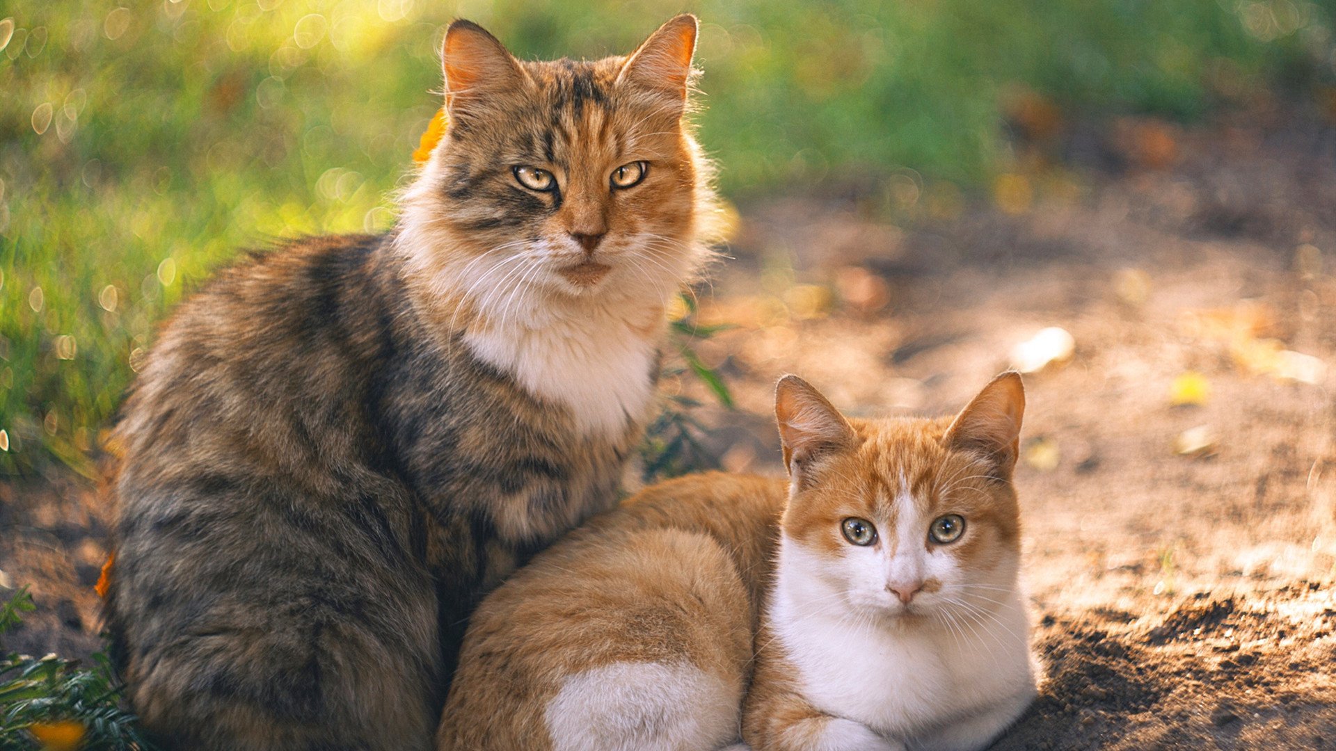 爱游戏app下载-格兰瑟姆城传控意识渐强，地平线球场剑指升级