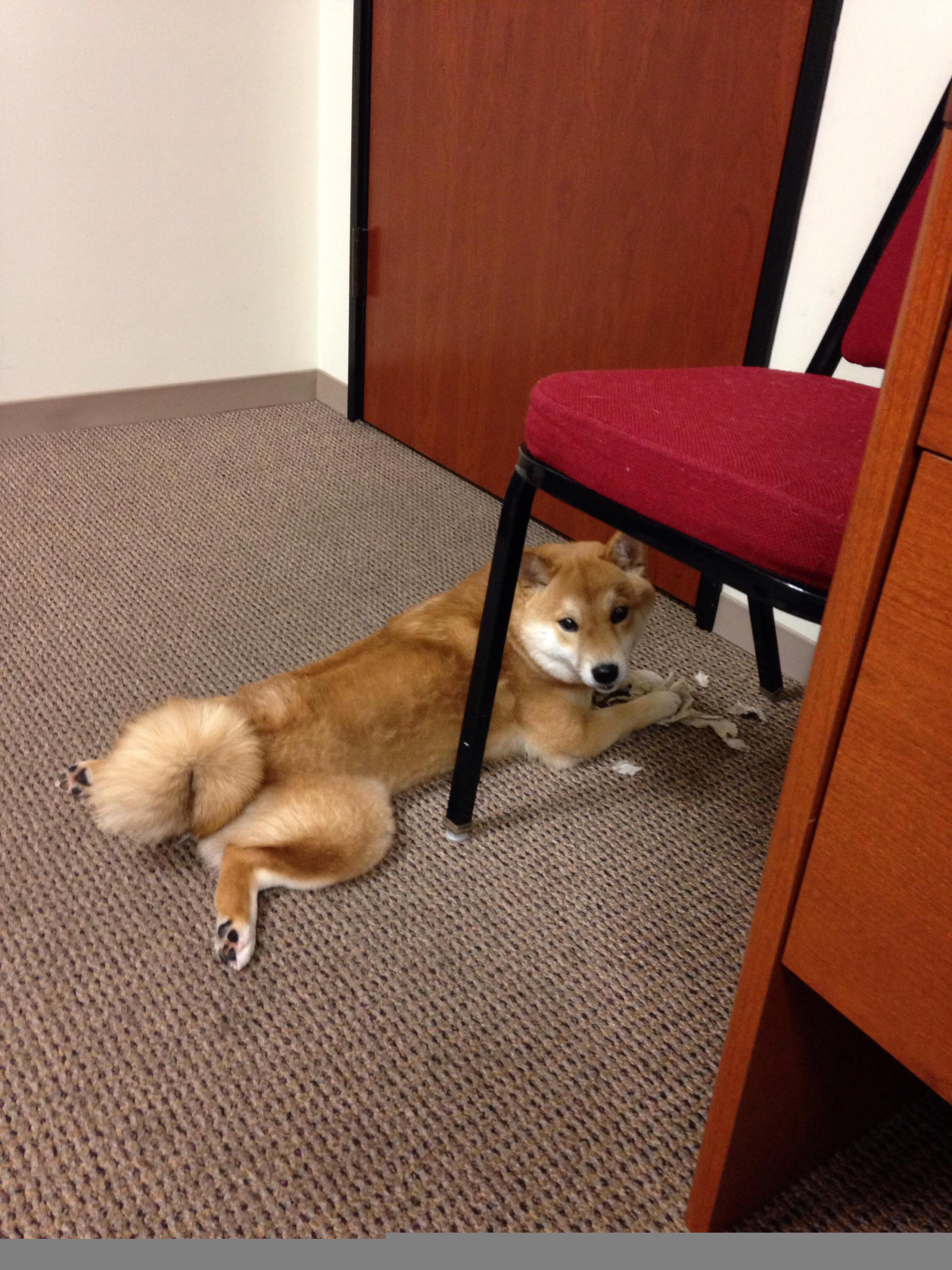 AYX GAME-申花客战外援屡建功勋，球队稳定取分，申花外援最新新闻