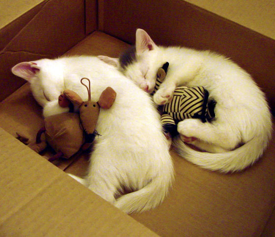 爱游戏 电竞-阿尔萨德迎战广州恒大：谁能笑到最后？，阿尔萨德体育俱乐部