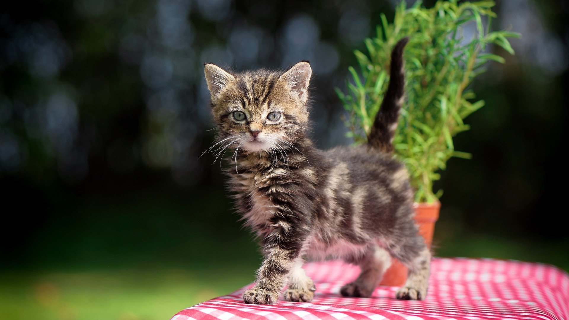 -韩国电视剧热播引国际粉丝追捧，韩国电视剧热榜