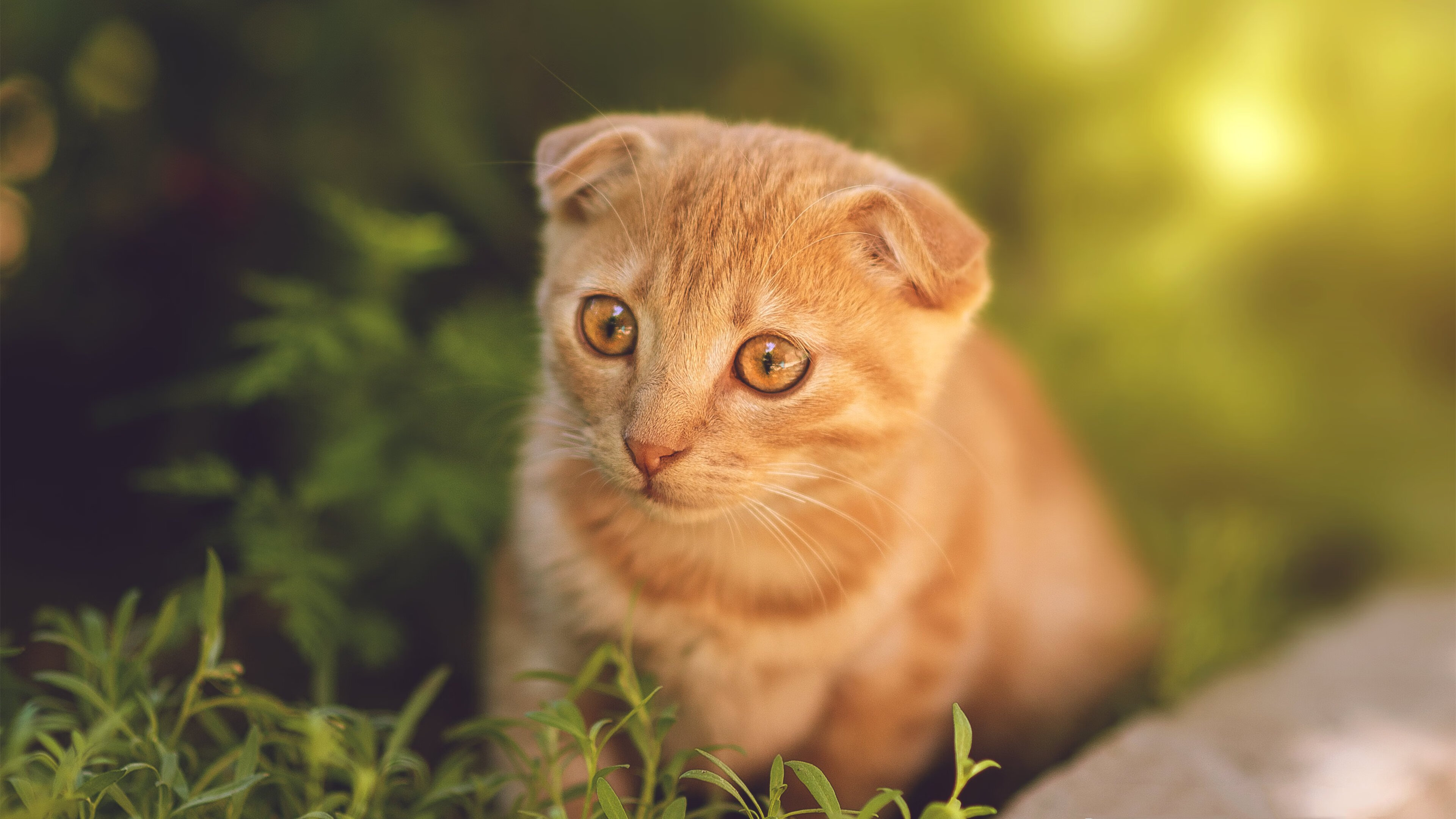 篮球运动员专项体能训练技术创新及实践应用研究,篮球运动员体能训练计划