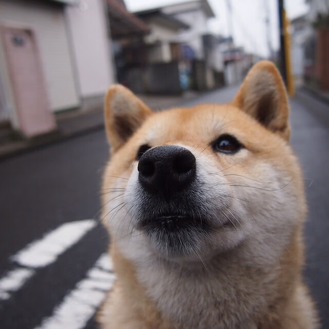 “中国跳水+游泳全能选手彭尤蝶泳自由泳大突破”