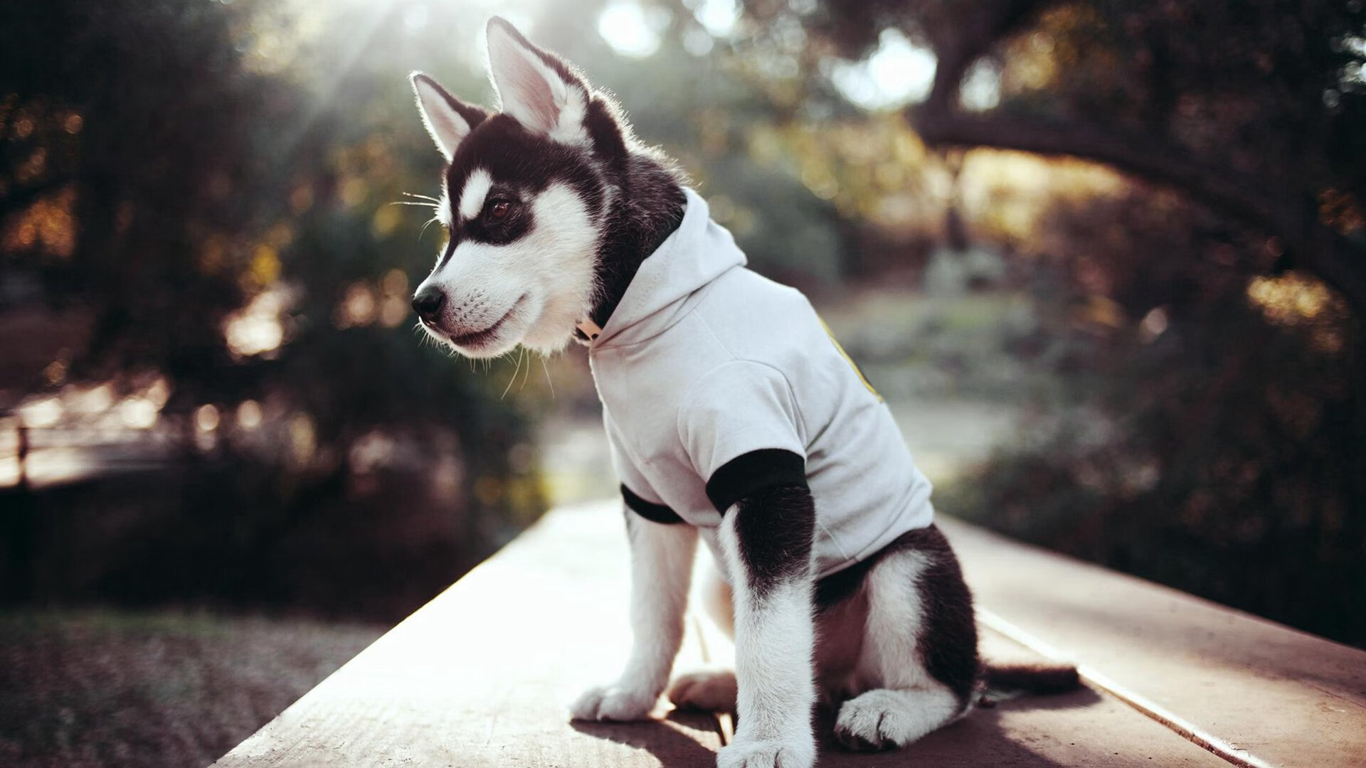 爱游戏下载-“牛仔3K亲子跑：亲子共跑，欢乐无限”