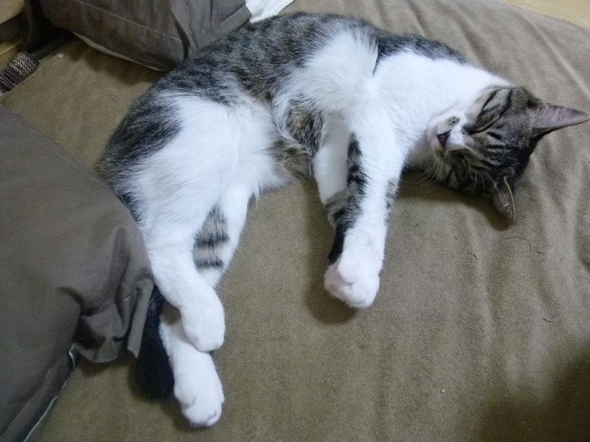 AYX GAME-埃及赛制背后的战略：推动全国乒乓水平全面提升，埃及乒乓球发展状况