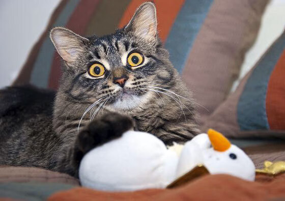 爱游戏体育（AYX）官方APP下载-接力争冠中国打破美澳垄断