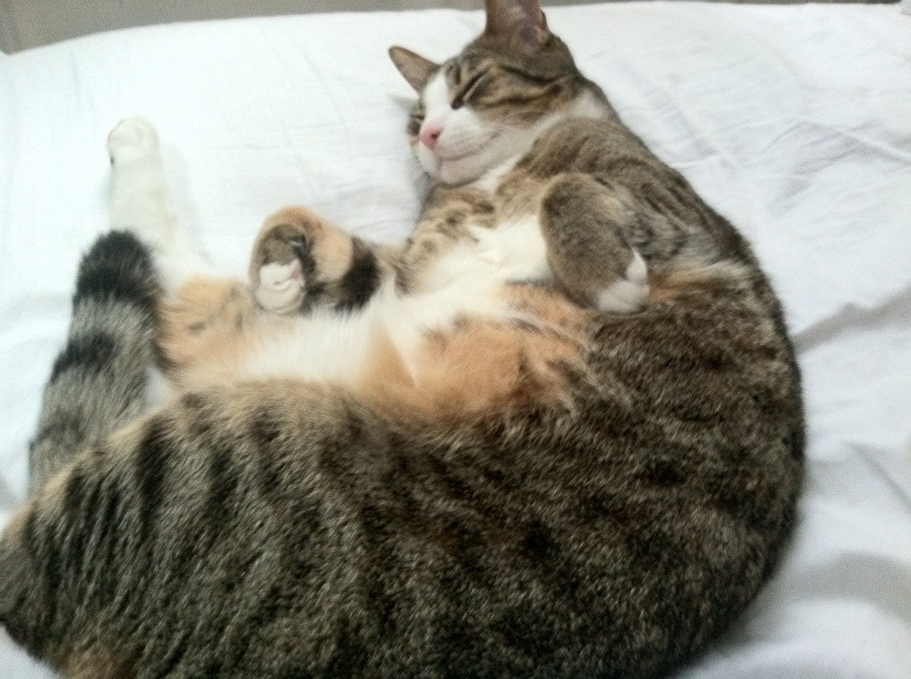 AYX SPORTS-澳大利亚队未来如何实现“从强者中学习”战略