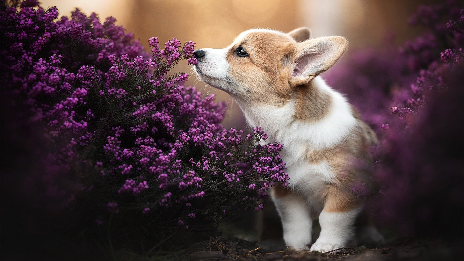 掘金主力球员赛后发表感言感谢教练支持,掘金 主教练