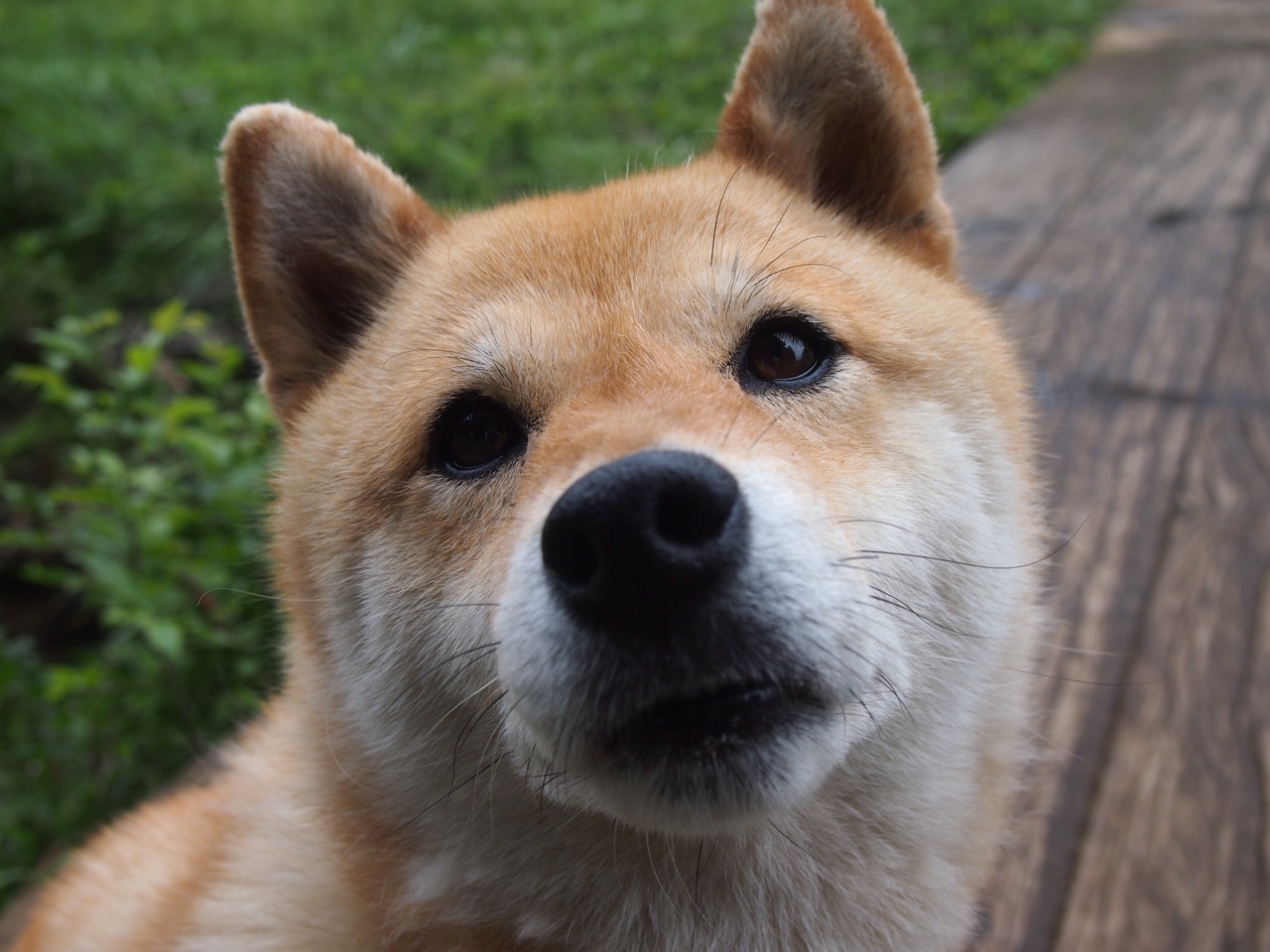 爱游戏娱乐-普费夫跳台决赛用实力回应质疑，普费茨纳