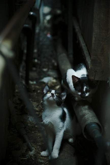 欧洲杯变阵再升级:多变战略布局引爆现场!,欧洲杯变盘分析