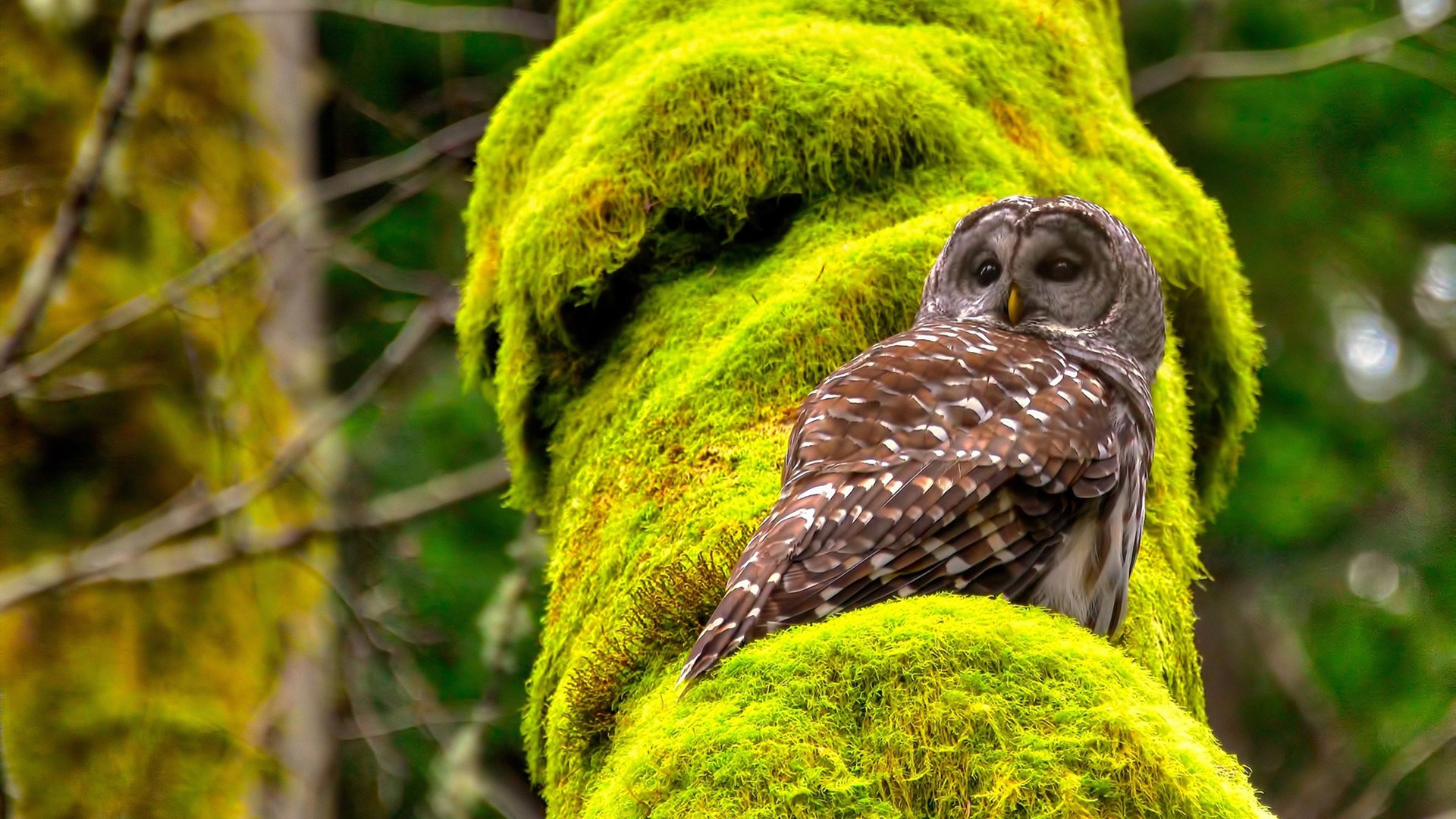 苏格兰橄榄球赛事转播权不断升值,吸引国际资本,苏格兰投棒比赛