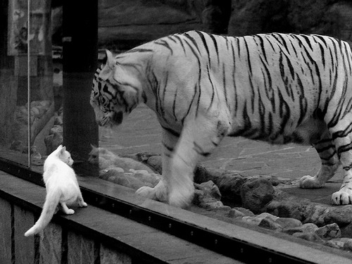 爱游戏官方网站-麦克沃伊起跳精准 稳定领游全程，麦克沃伊游泳